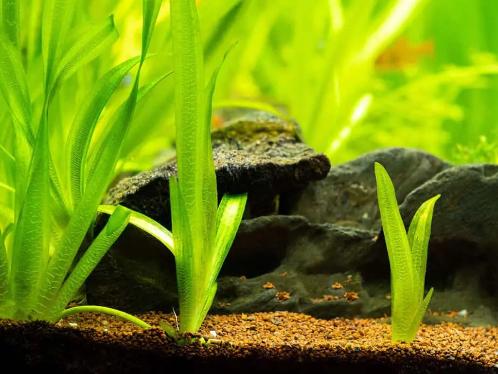 how to plant vallisneria