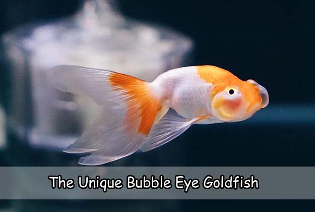 The unique bubble eye goldfish