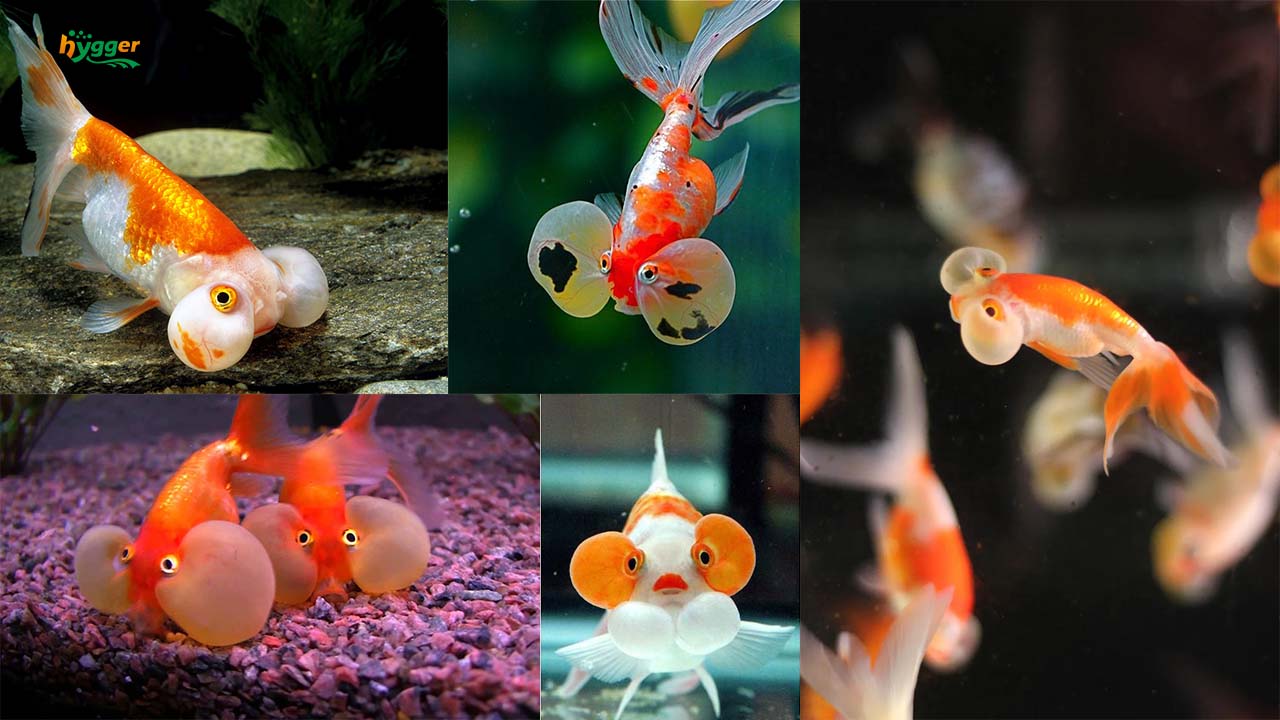 types of bubble eye goldfish