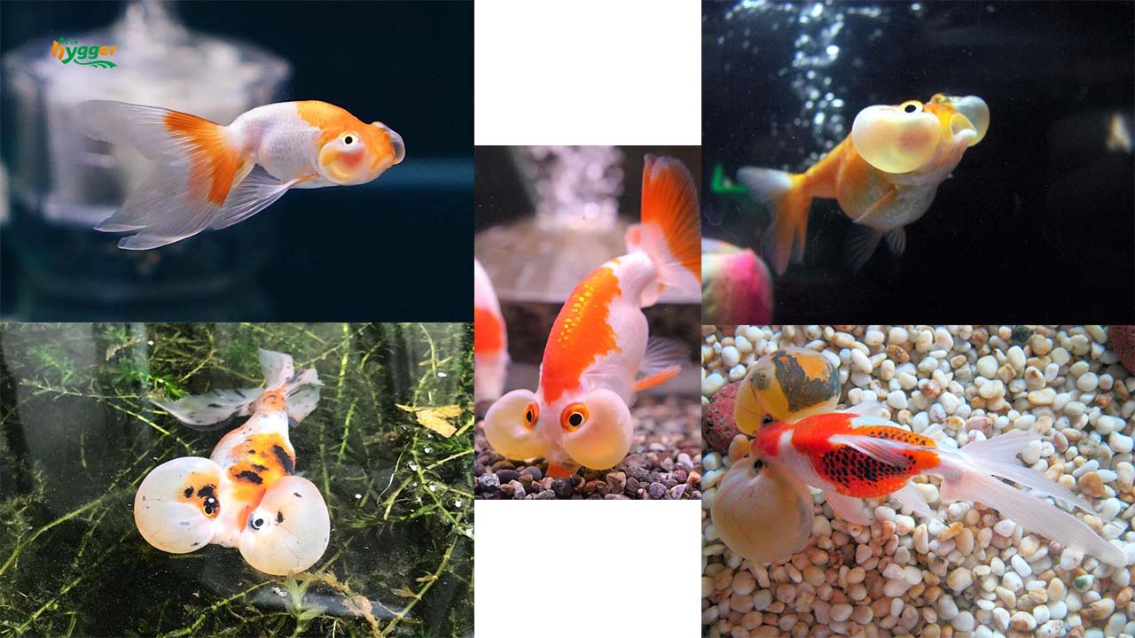 goldfish eye bubble