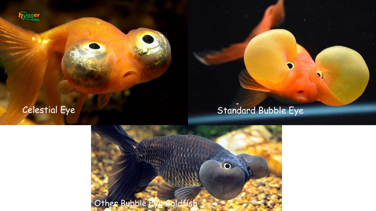 types of bubble eye goldfish