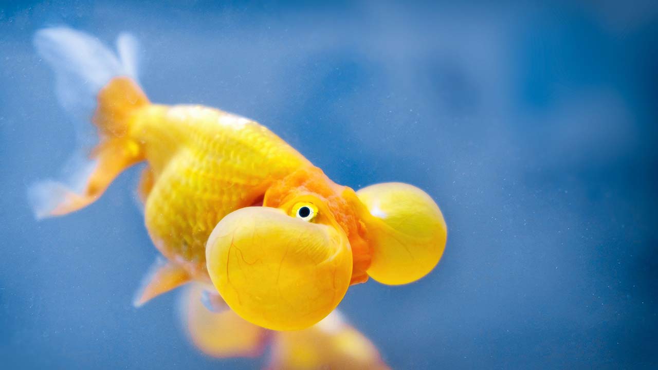 bubble eye goldfish