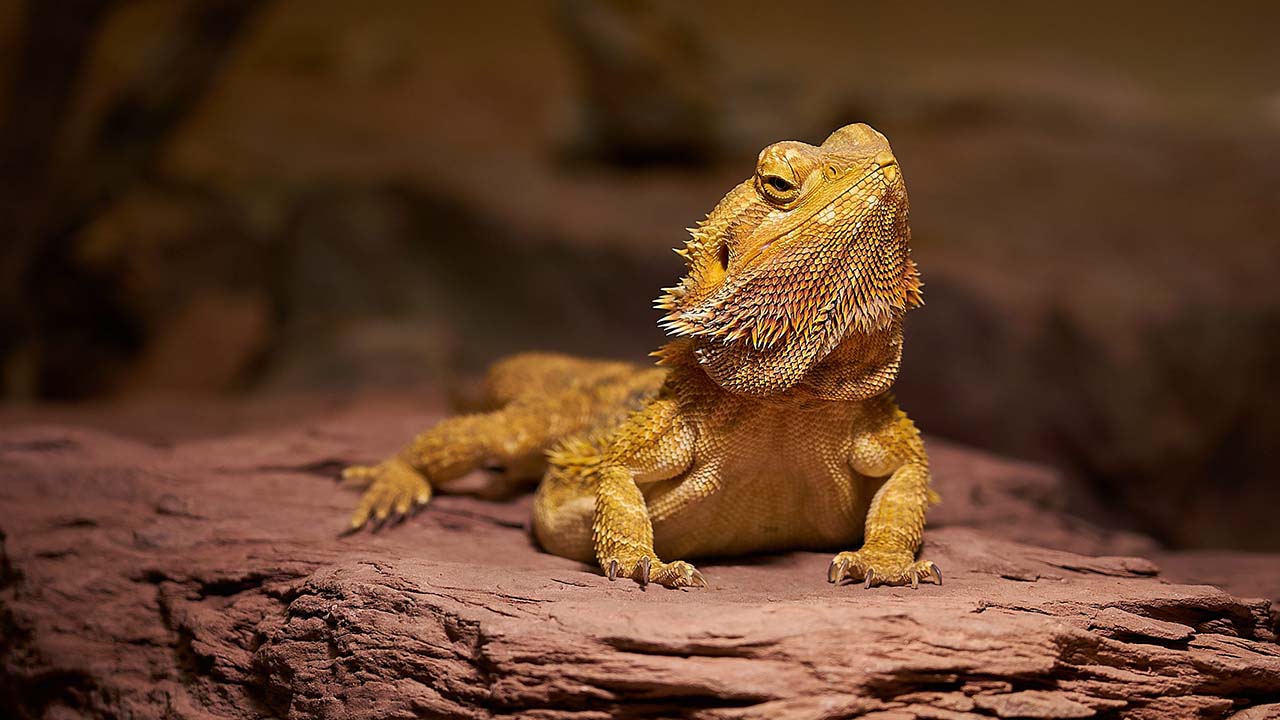 bearded dragon lizard