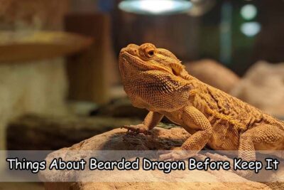 Things About Bearded Dragon Before Keep It