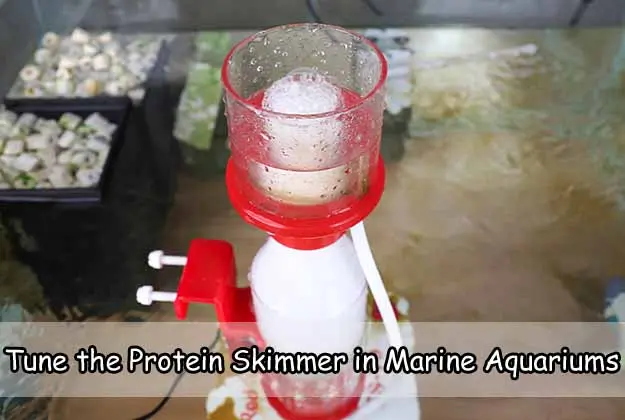 Tune the Protein Skimmer in Marine Aquariums