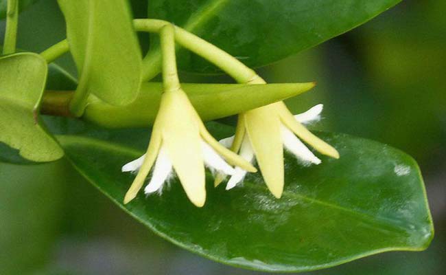 Red Mangrove (Rhizophora)