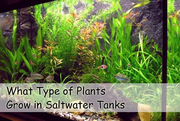 What Type of Plants Grow in Saltwater Tanks