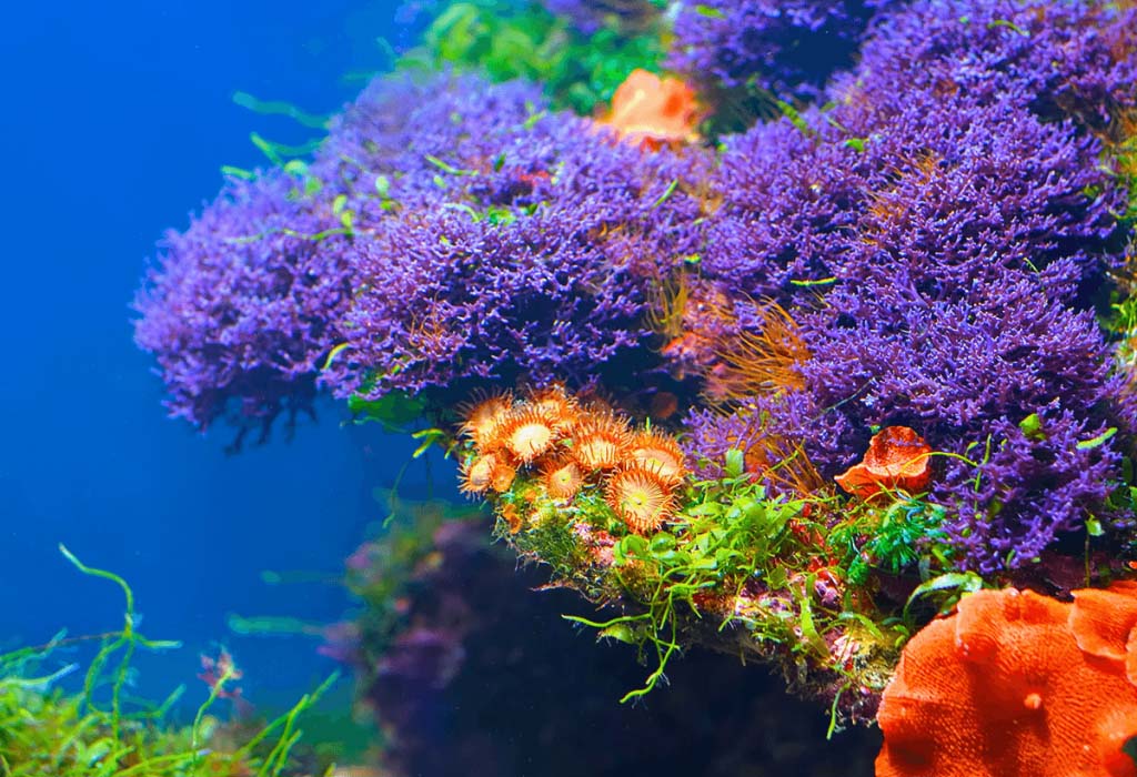 saltwater aquarium plants