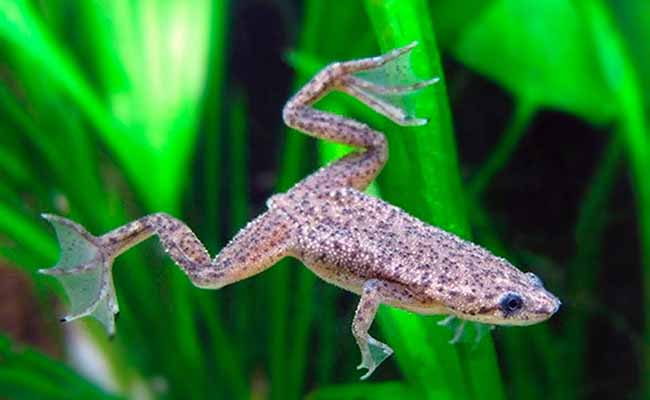 African Dwarf Frogs