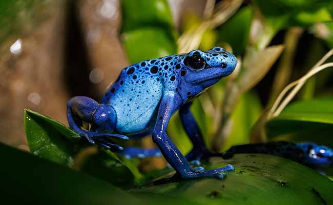 Dart Frogs