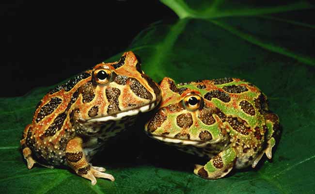 Pacman Frogs