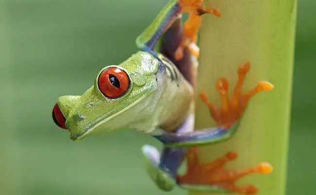 Tree Frogs