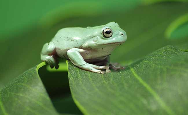 White's Tree Frogs