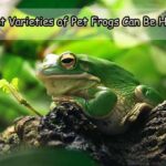 What Varieties of Pet Frogs Can Be Held