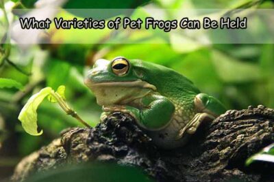 What Varieties of Pet Frogs Can Be Held