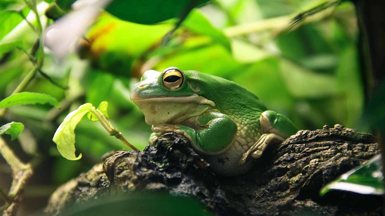 pet frogs