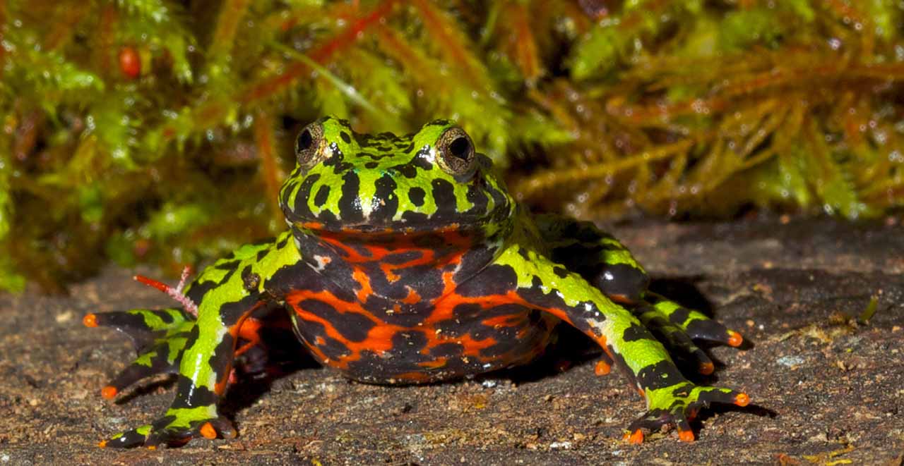 Varieties of Pet Frogs