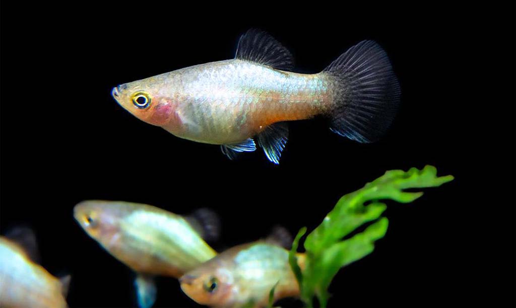 red worms in aquarium fish