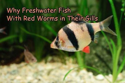 Why Freshwater Fish With Red Worms in Their Gills