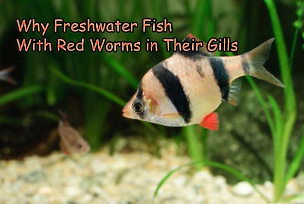 Worms in tropical fish new arrivals