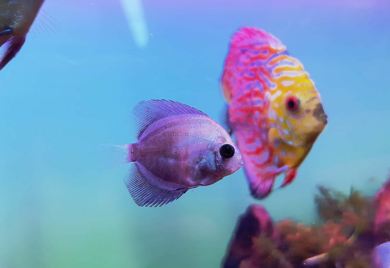 red worms in fish gills