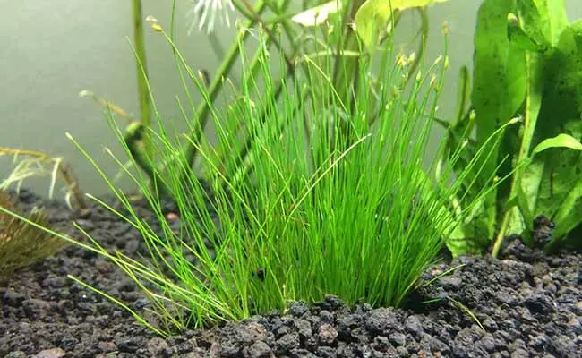 Dwarf Hairgrass