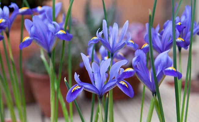 Iris (Irises)