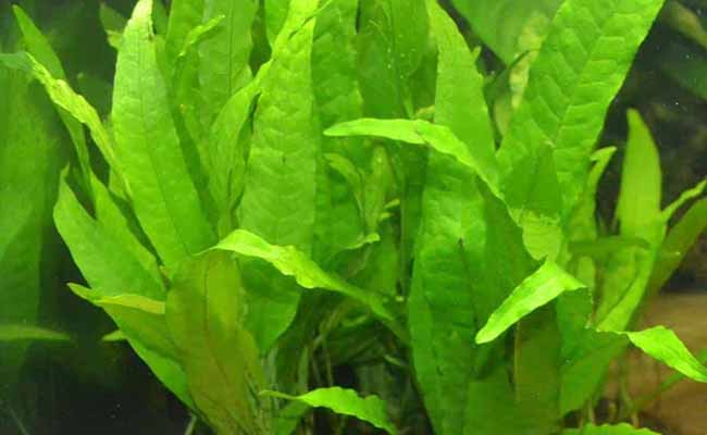 Java Fern