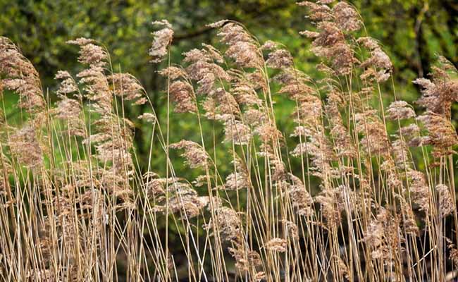 Phragmites (Common Reed)