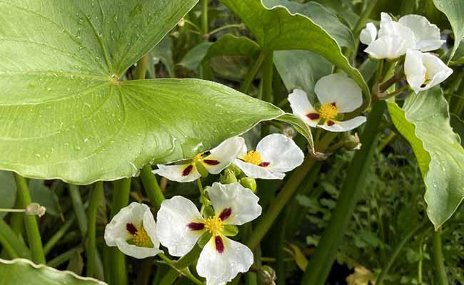 Sagittaria (Arrowheads)