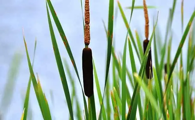 Typha (Cattails)