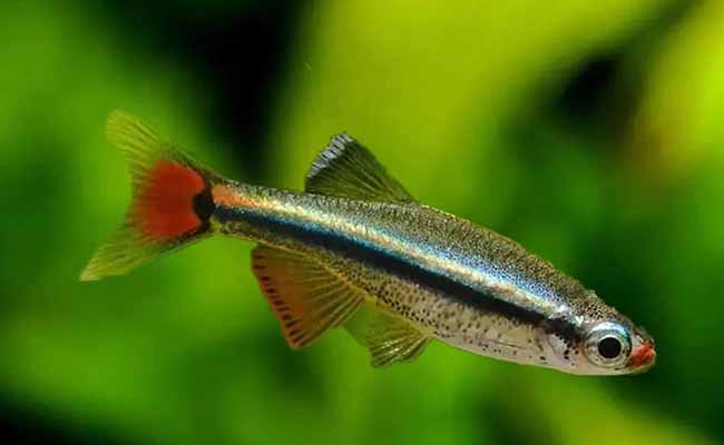 White Cloud Mountain Minnows