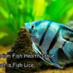 Aquarium Fish Health Issue – What is Fish Lice
