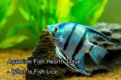 Aquarium Fish Health Issue – What is Fish Lice