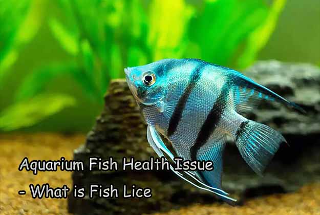 Aquarium Fish Health Issue - What is Fish Lice