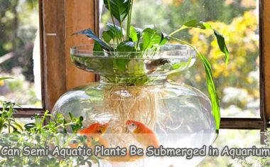 Can Semi Aquatic Plants Be Submerged in Aquariums