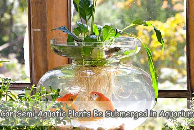 Can Semi Aquatic Plants Be Submerged in Aquariums