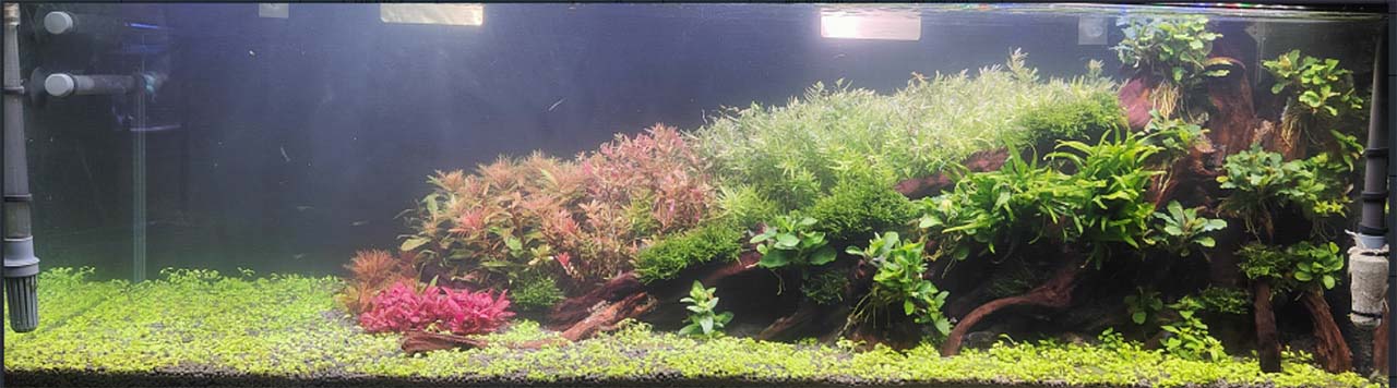 semi aquatic plants