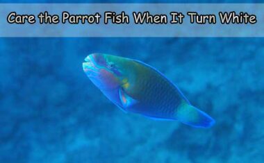 Care the Parrot Fish When It Turn White