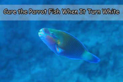 Care the Parrot Fish When It Turn White