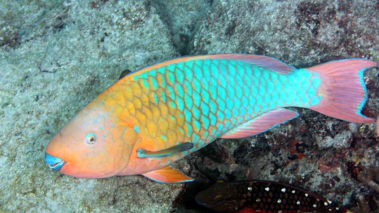 parrot fish care