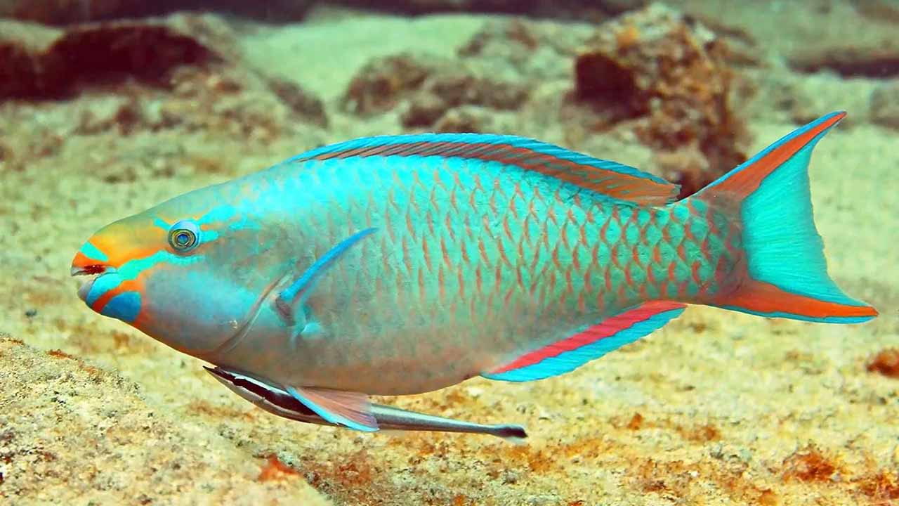 parrot fish turning white