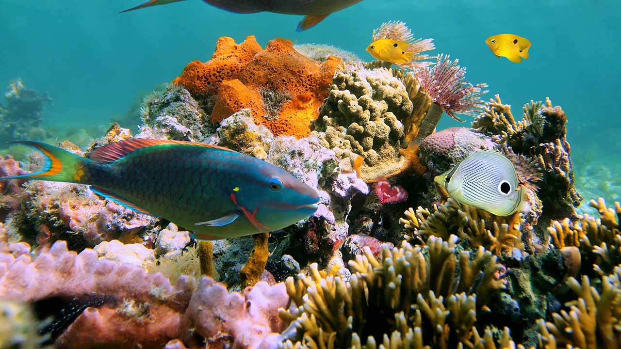 Care for parrot fish turning white