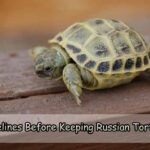 Guidelines Before Keeping Russian Tortoises as Pets