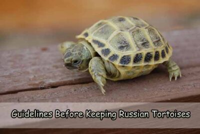 Guidelines Before Keeping Russian Tortoises as Pets