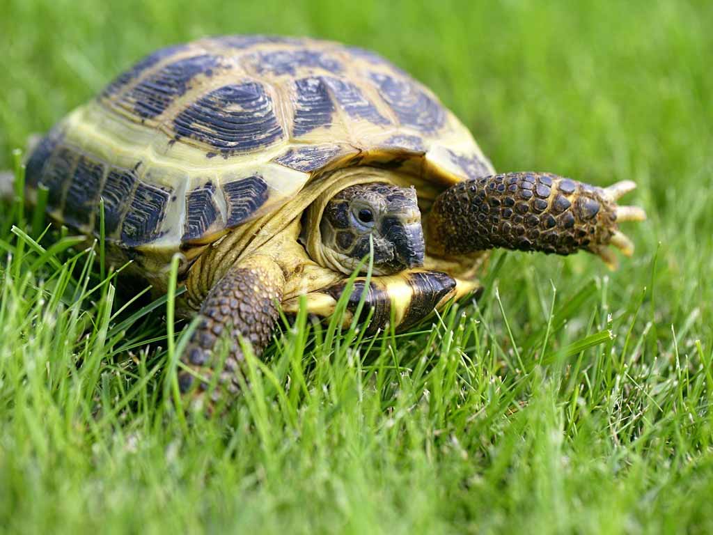 russian tortoise