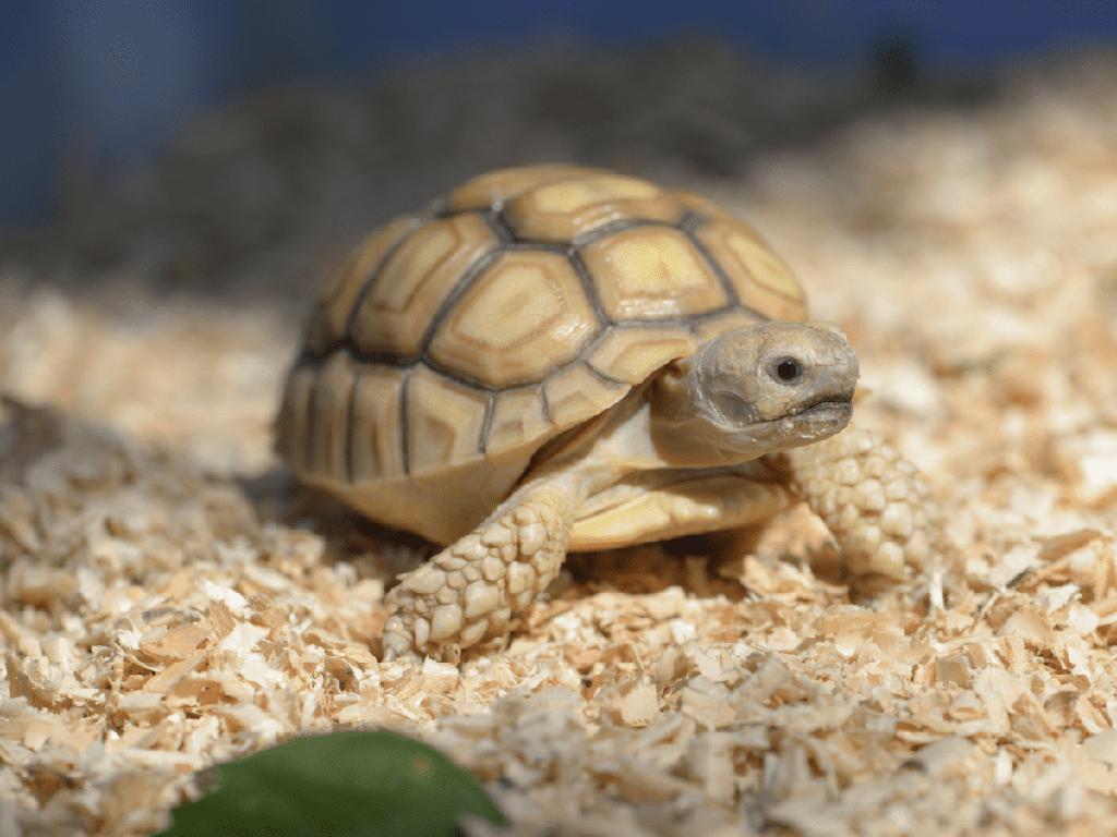 Guidelines for Keeping Russian Tortoises