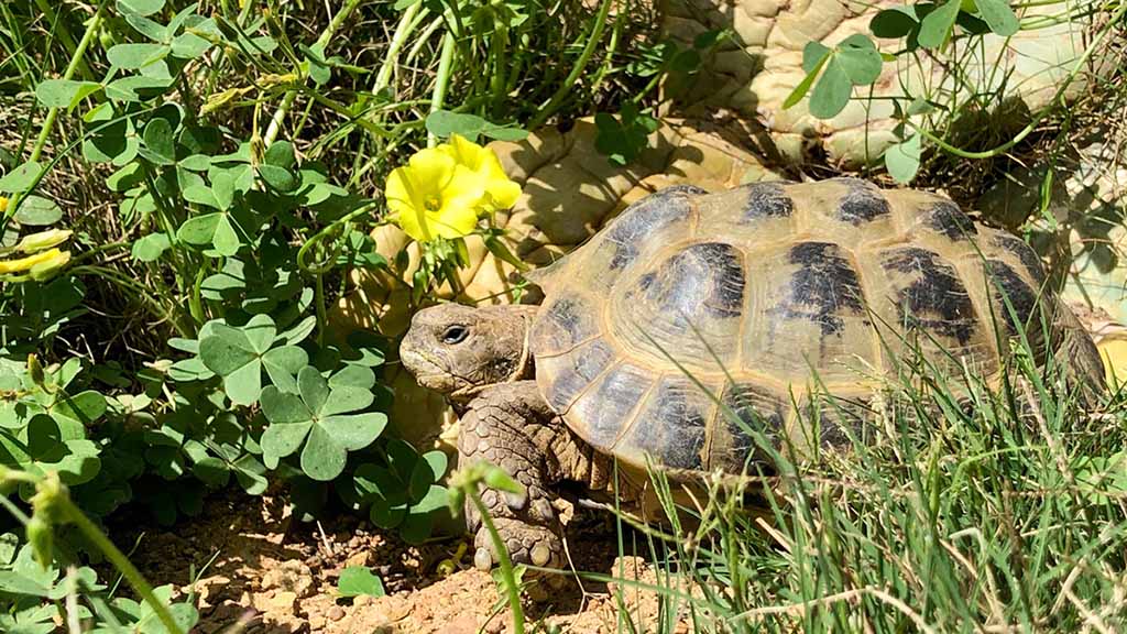 Keeping Russian Tortoises