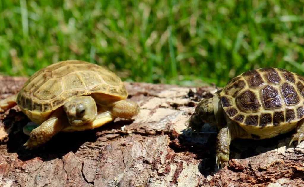 russian tortoise lifespan