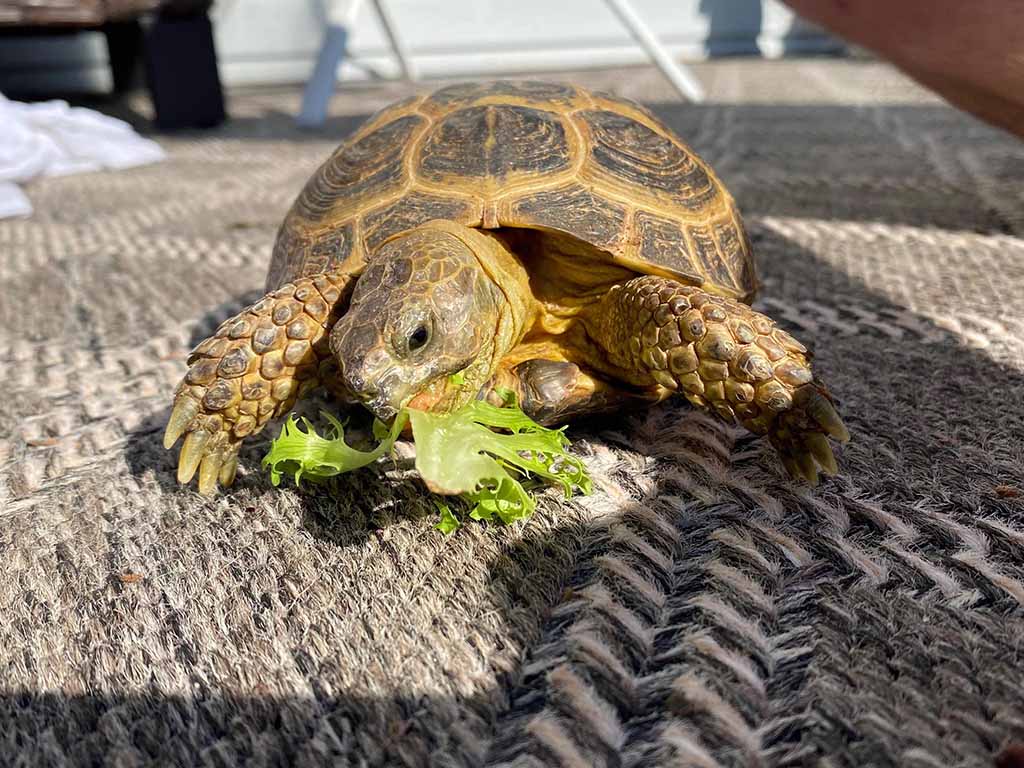 russian tortoise diet